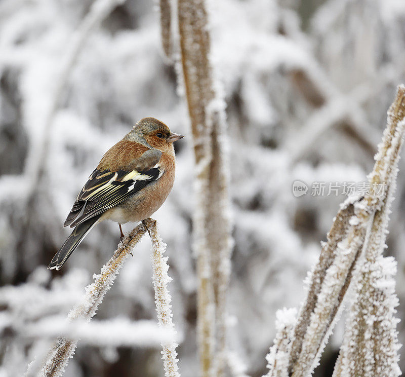 冬天的苍头燕雀(Fringilla coelebs)